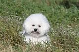 BICHON FRISE 042